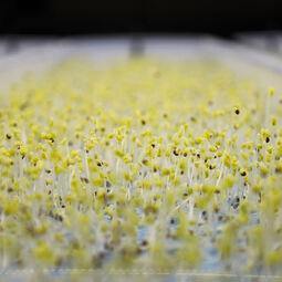 La Cabane Citipouss RestoMontreal.ca